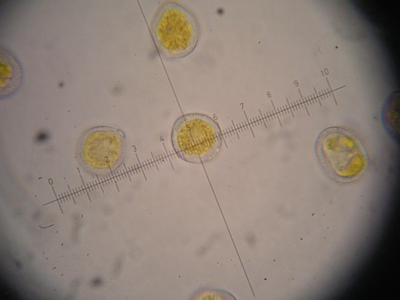 1000er Greina (17).JPG