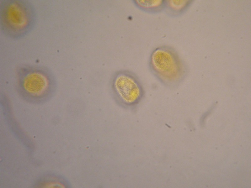 1000er Greina (26).JPG