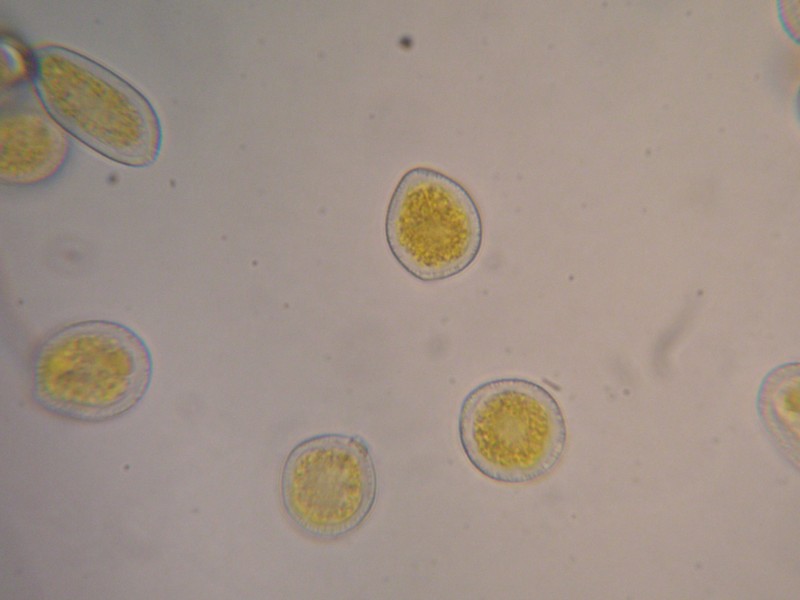 1000er Greina (28).JPG