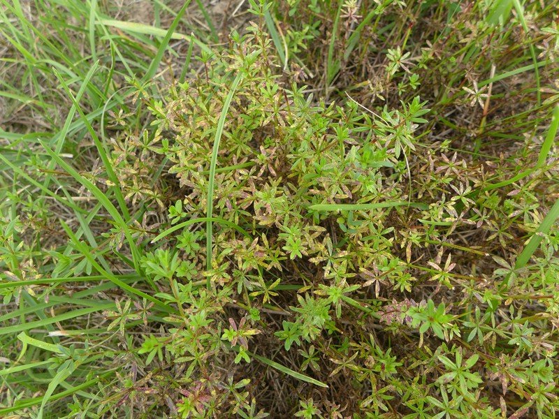 P1420636_D,Hessen,Flörsheim (1).JPG