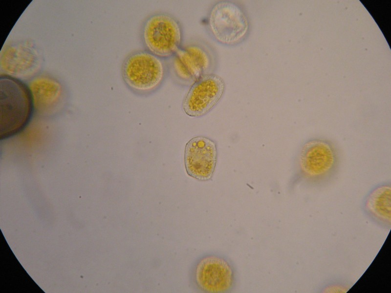 1000er Greina (18).JPG