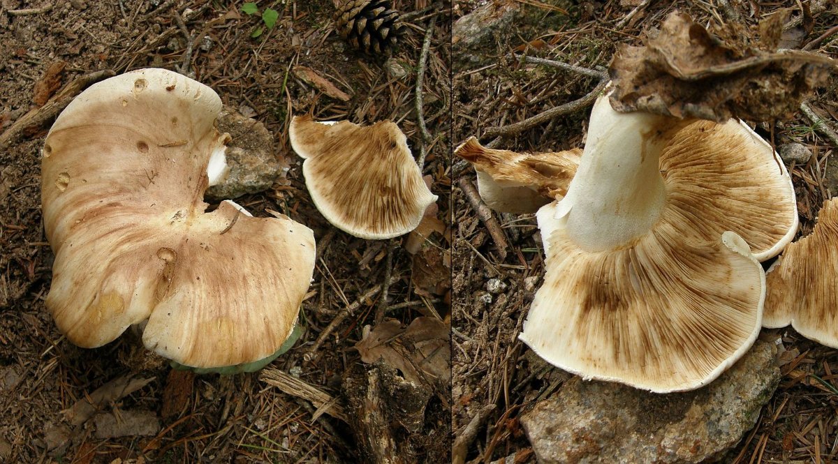 Tricholoma roseoacerbum 01.JPG