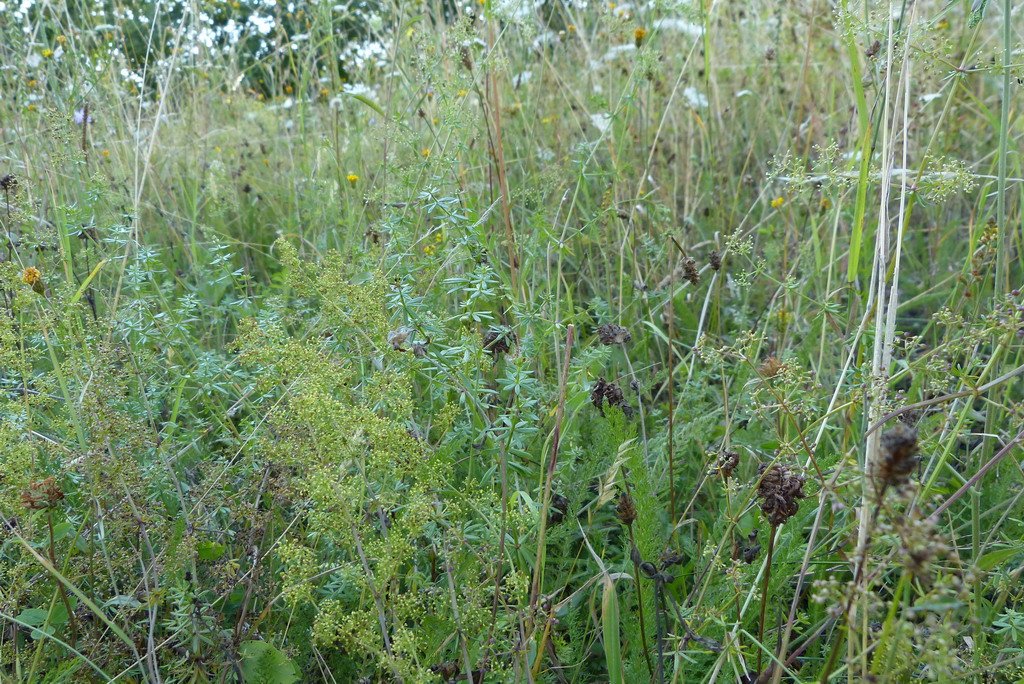 Puccinia punctata Link auf Weißem Labkraut (Galium album Mill.) (1).JPG