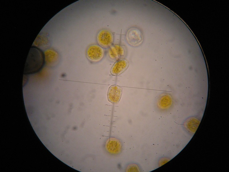 1000er Greina (20).JPG