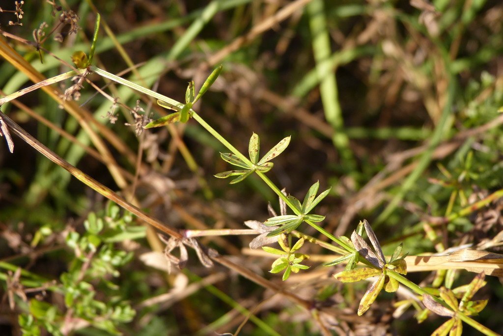 Puccinia punctata Link auf Weißem Labkraut (Galium album Mill.) (3).JPG