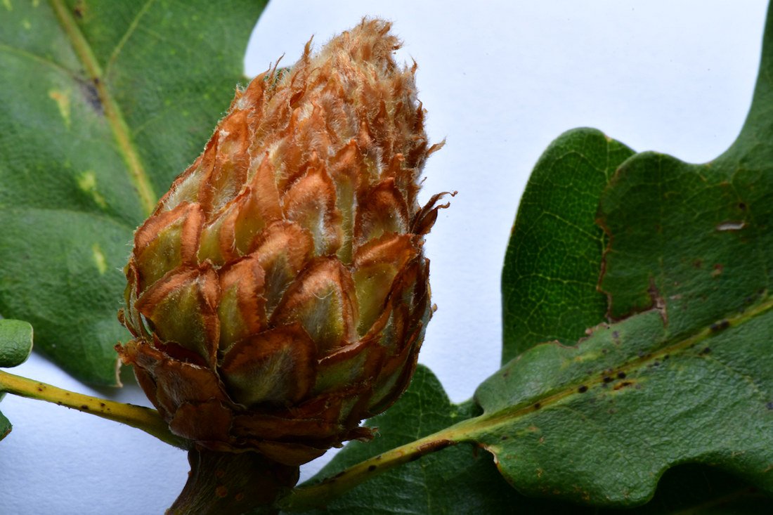 Andricus foecundatrix003.jpg