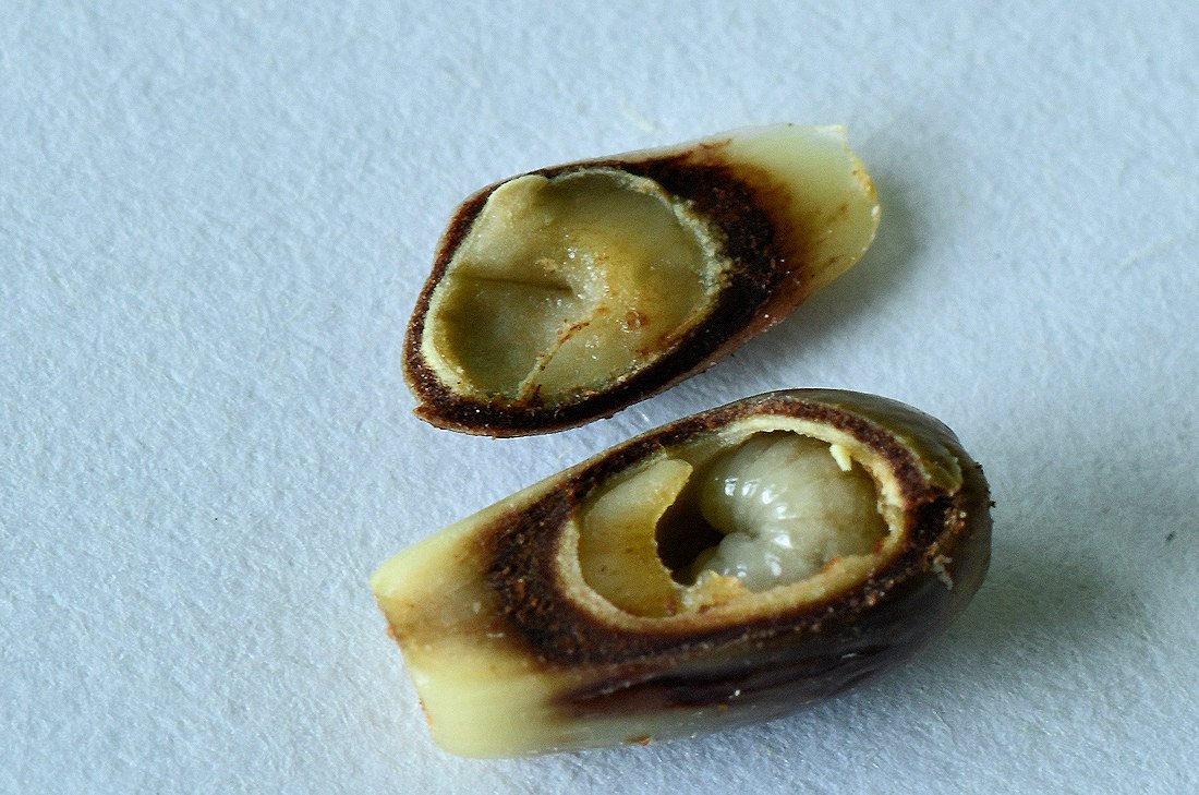 Andricus foecundatrix005.jpg