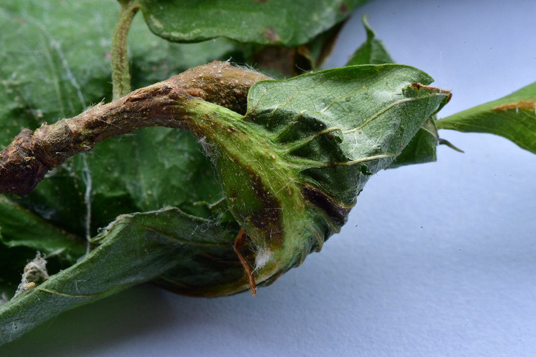 Dryocosmus kuriphilus002.jpg