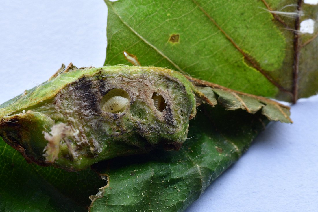 Dryocosmus kuriphilus003.jpg