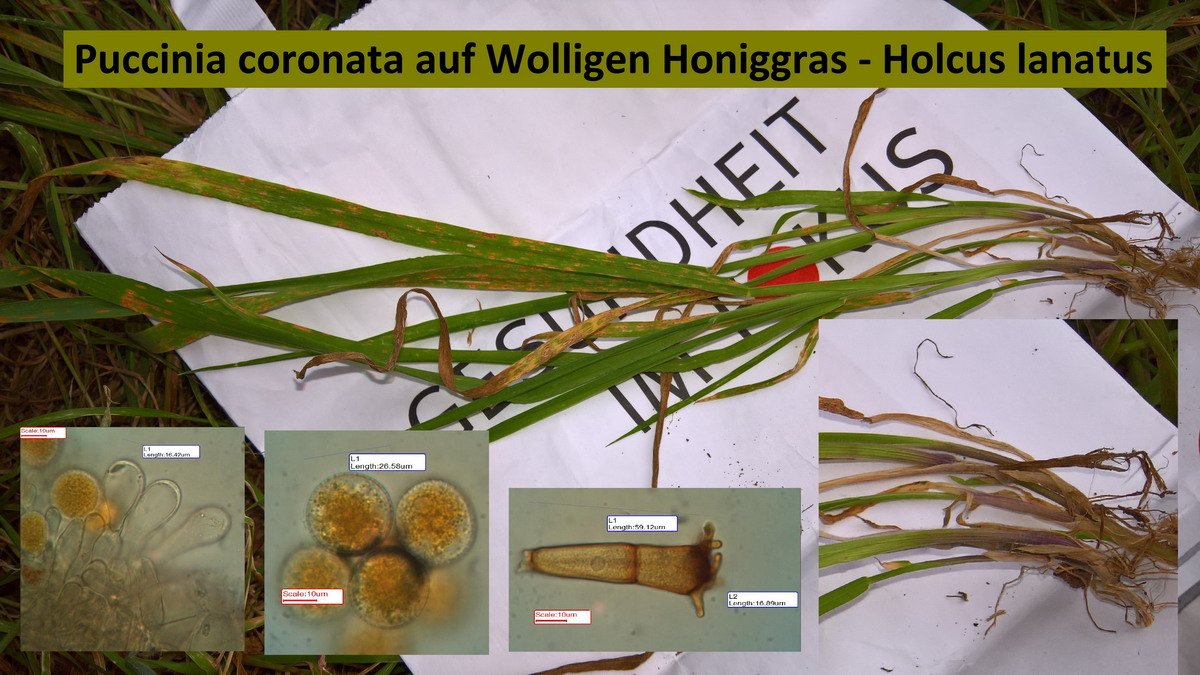 Puccinia coronata auf Wolligen Honiggras - Holcus lanatus - kl.jpg