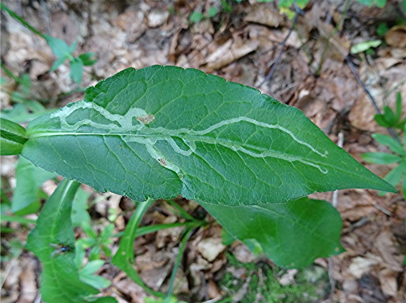 DSC00167 Ausschnitt, Schärfe, klein.jpg