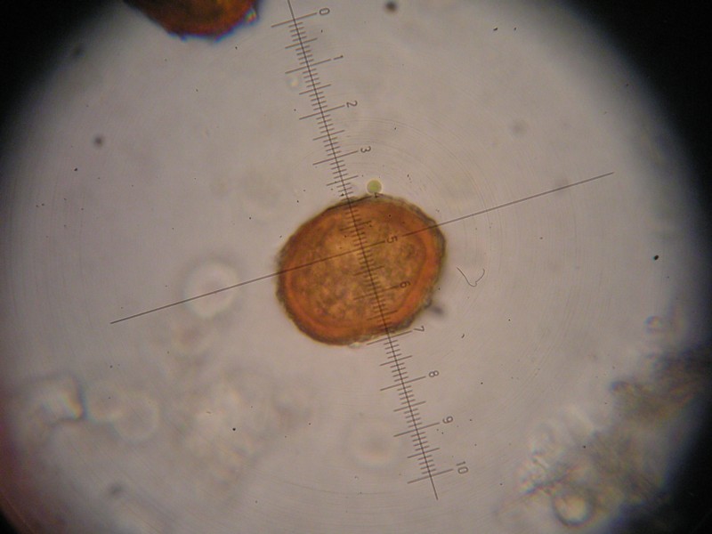 1000er Laax (19).JPG