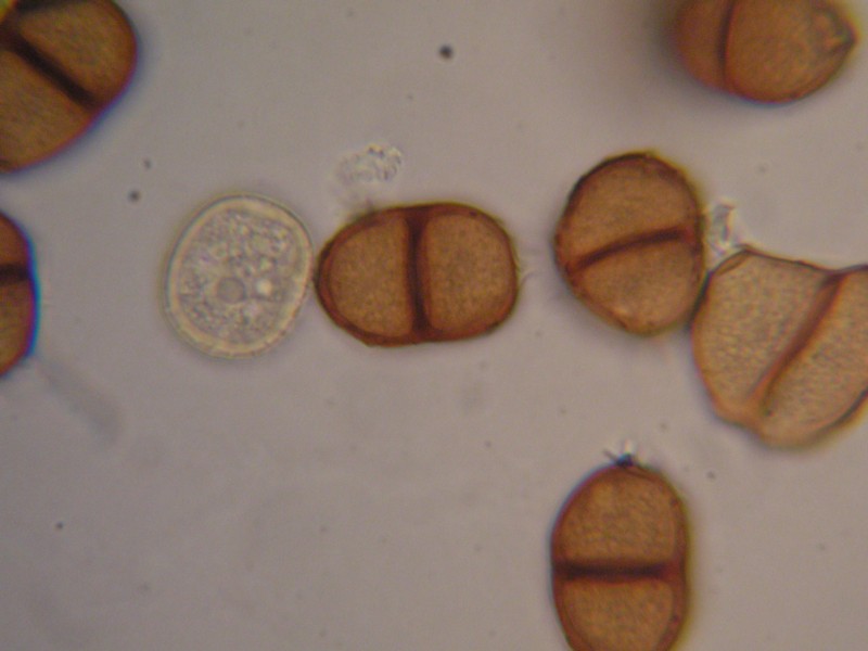 1000er Vrin (22).JPG