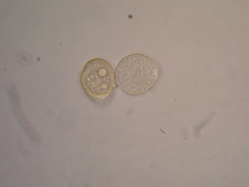 1000er Vrin (51).JPG