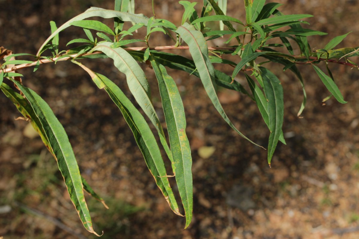 Gleispark Frintrop-0001.jpg