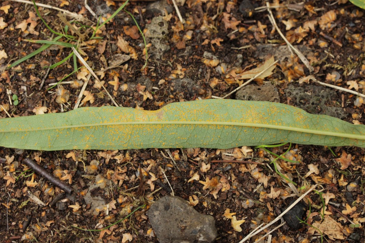 Gleispark Frintrop-0002.jpg