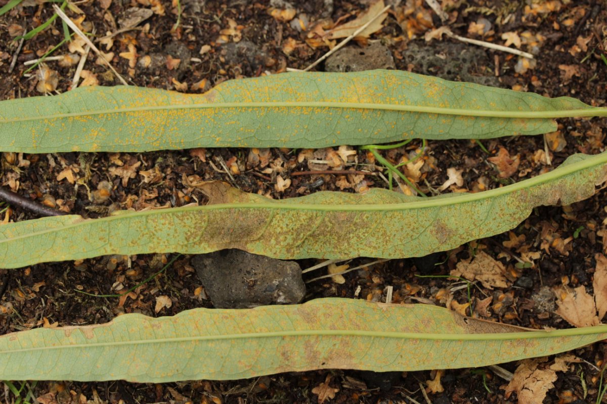 Gleispark Frintrop-0004.jpg