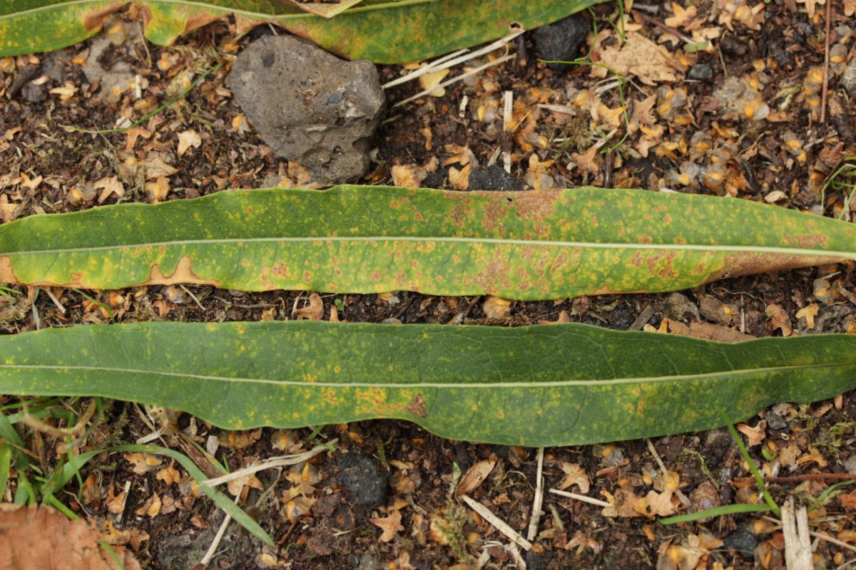 Gleispark Frintrop-0007.jpg