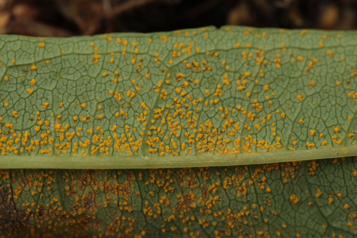 Gleispark Frintrop-0008.jpg