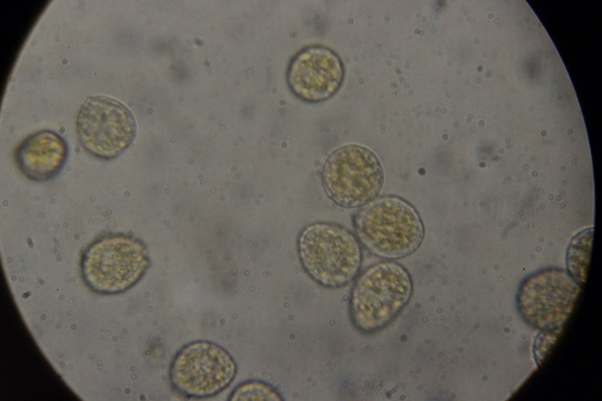 Gleispark Frintrop-0040.jpg