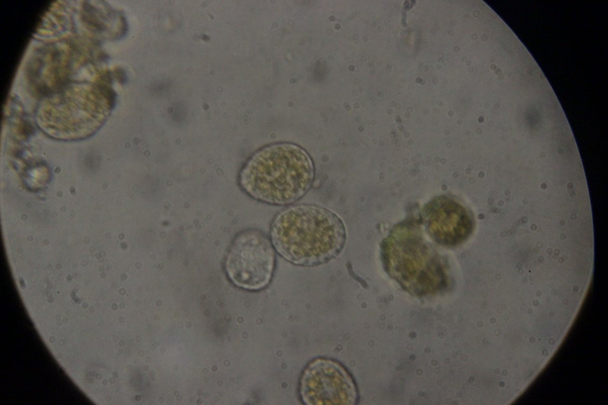 Gleispark Frintrop-0042.jpg