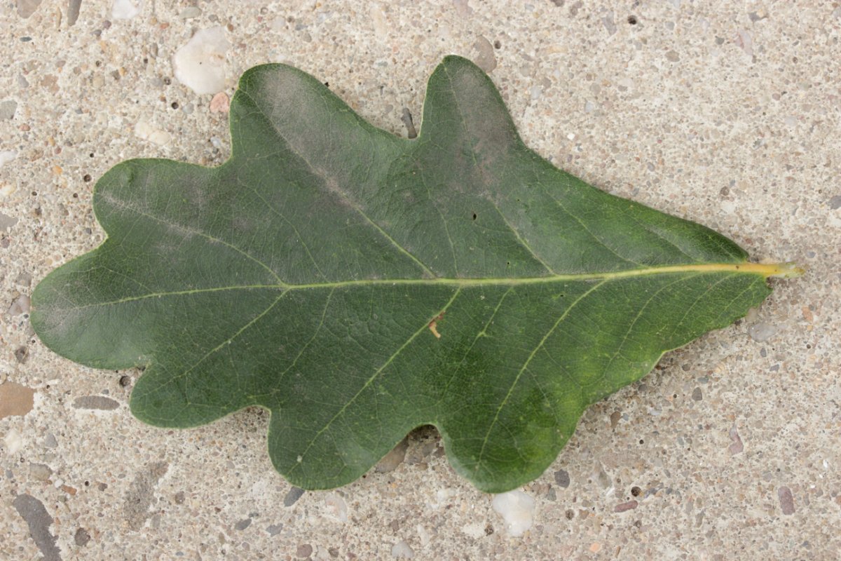 Gleispark Frintrop-0013.jpg