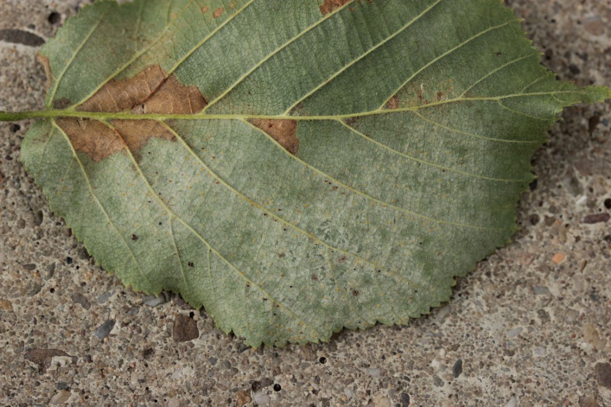 Gleispark Frintrop-0016.jpg