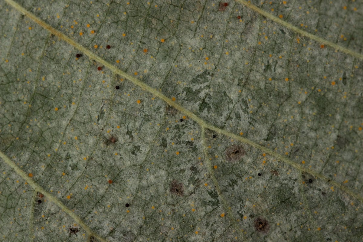 Gleispark Frintrop-0018.jpg