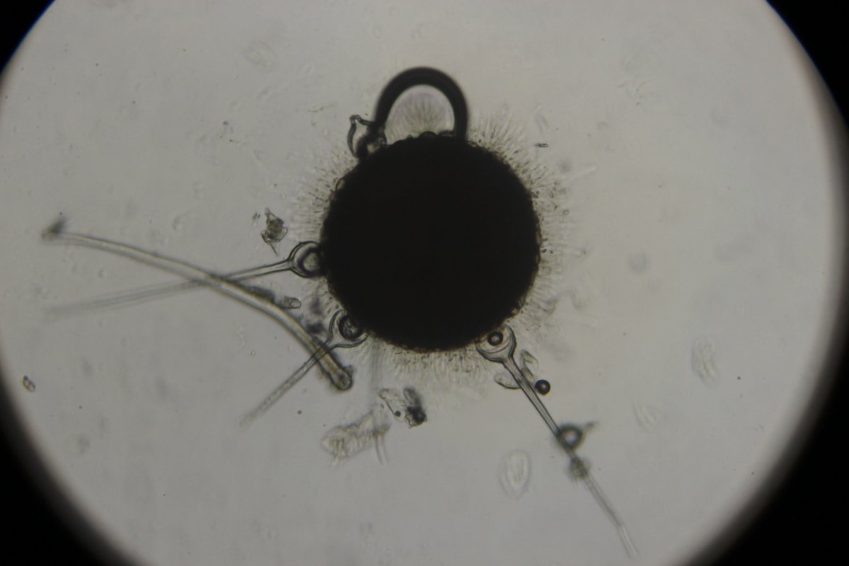 Gleispark Frintrop-0030.jpg