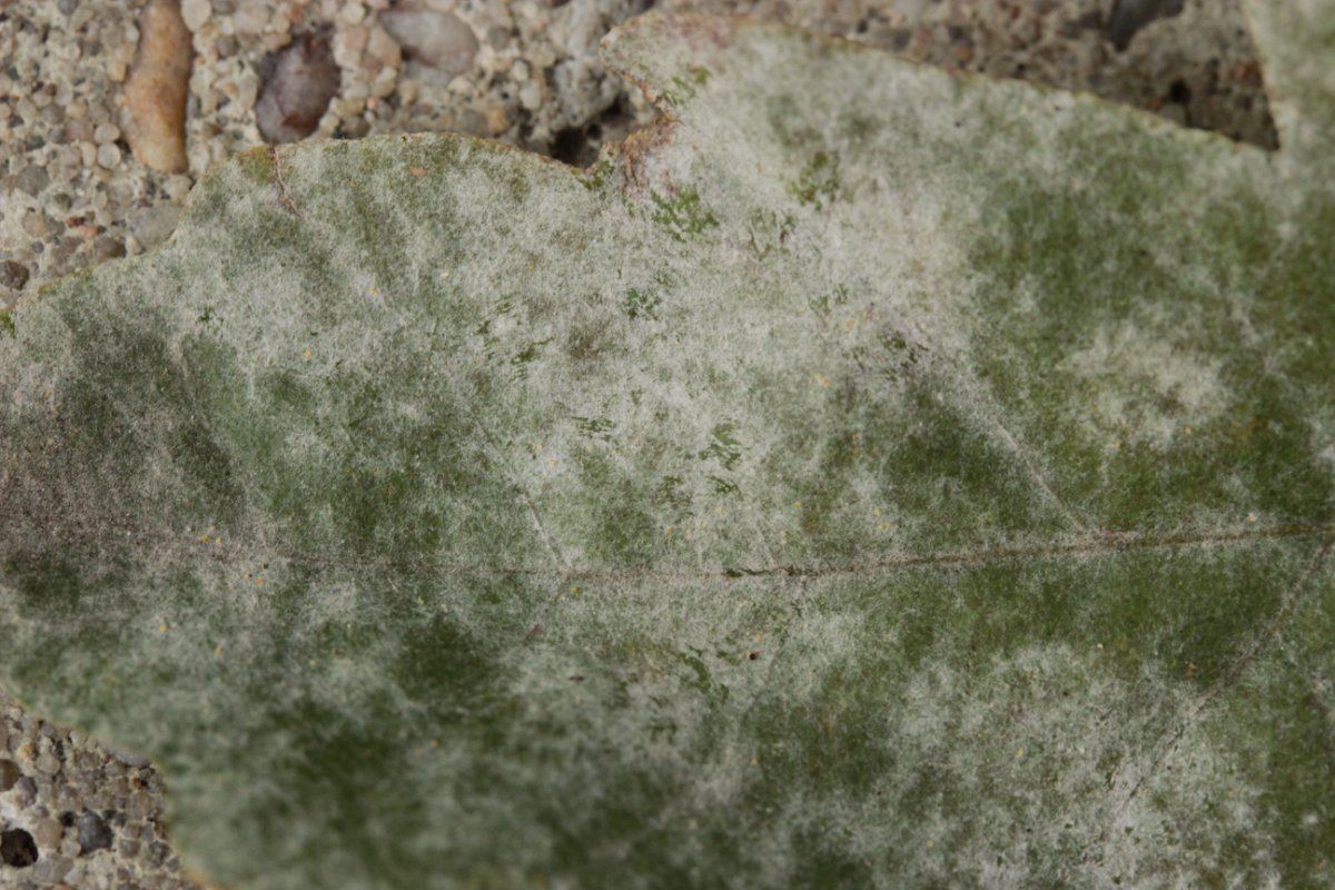 Gleispark Frintrop-0021.jpg