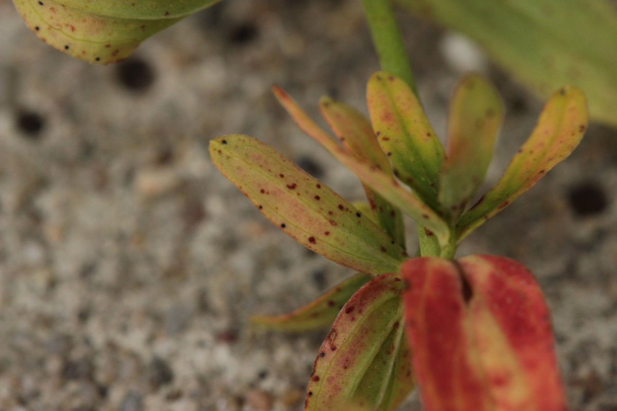 Gleispark Frintrop-0022.jpg