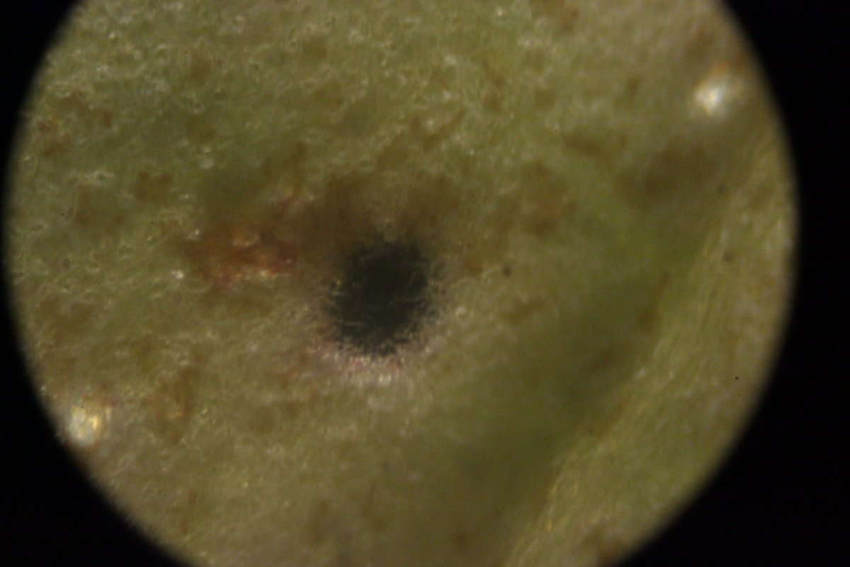 Gleispark Frintrop-0050.jpg