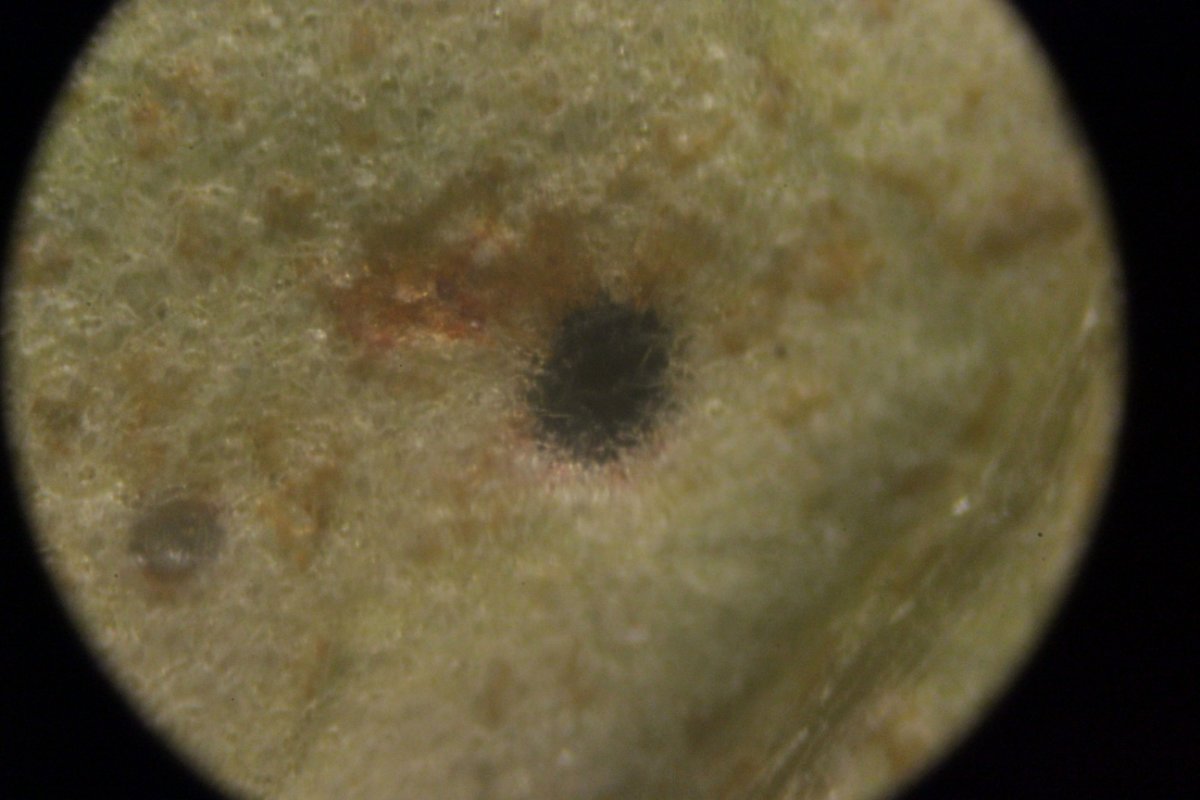 Gleispark Frintrop-0054.jpg