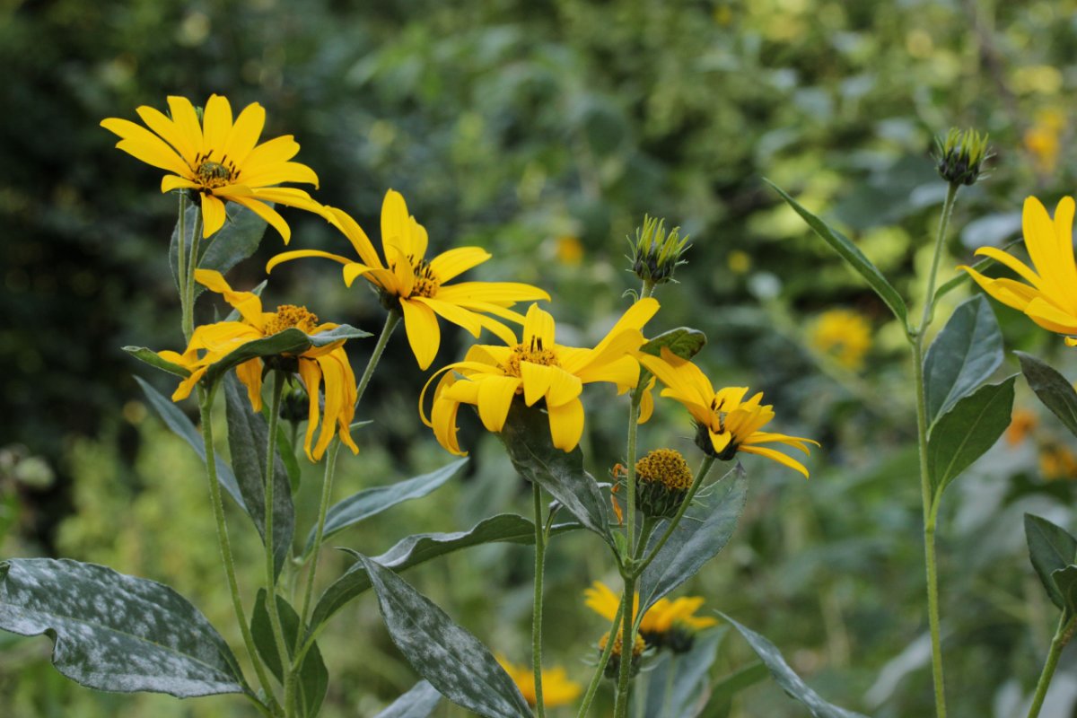 Botanischer Garten Duisburg-0001.jpg