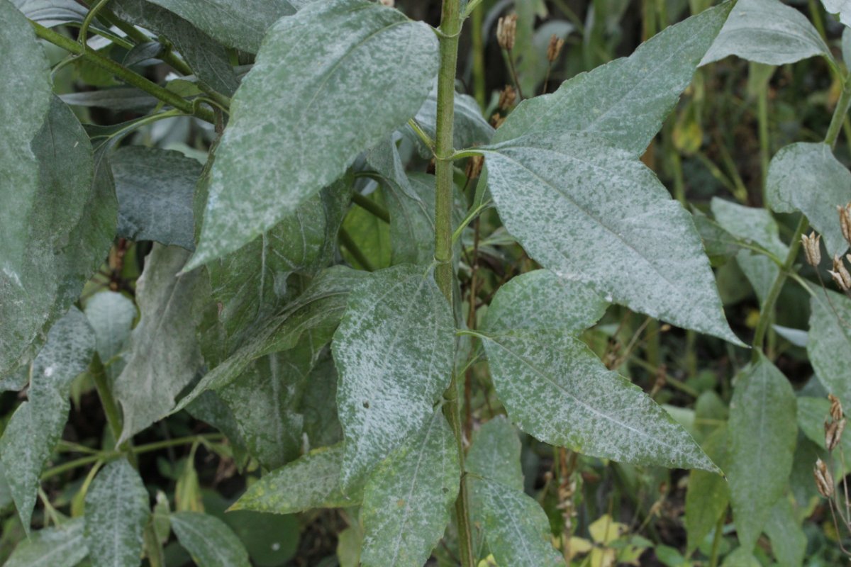 Botanischer Garten Duisburg-0002.jpg