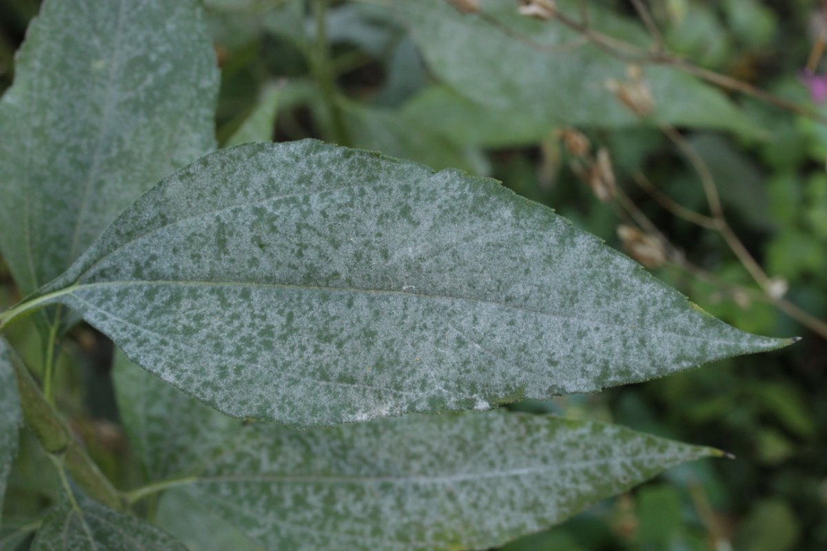 Botanischer Garten Duisburg-0003.jpg
