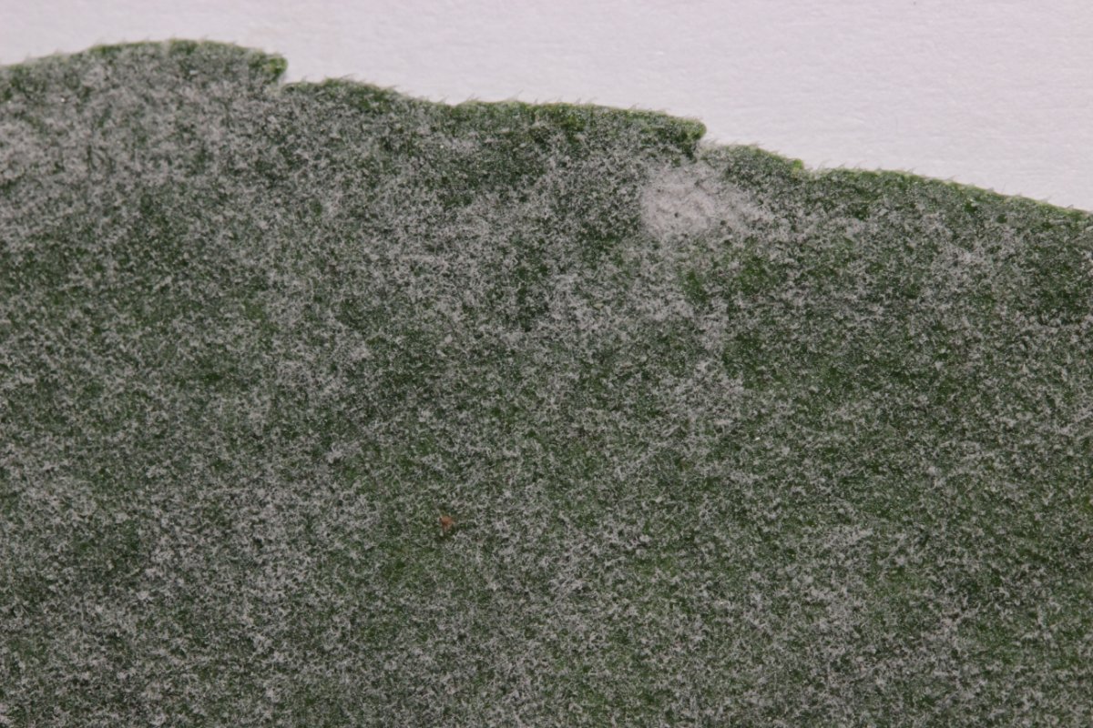 Botanischer Garten Duisburg-0018.jpg