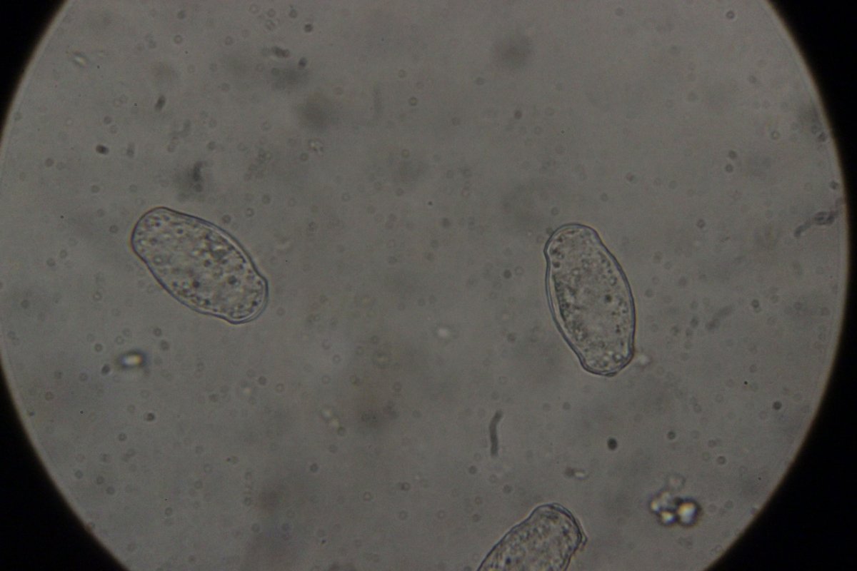 Botanischer Garten Duisburg-0054.jpg