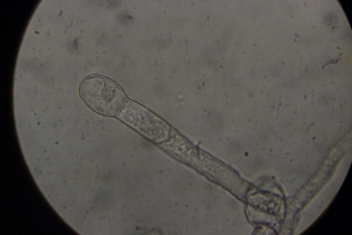 Botanischer Garten Duisburg-0056.jpg