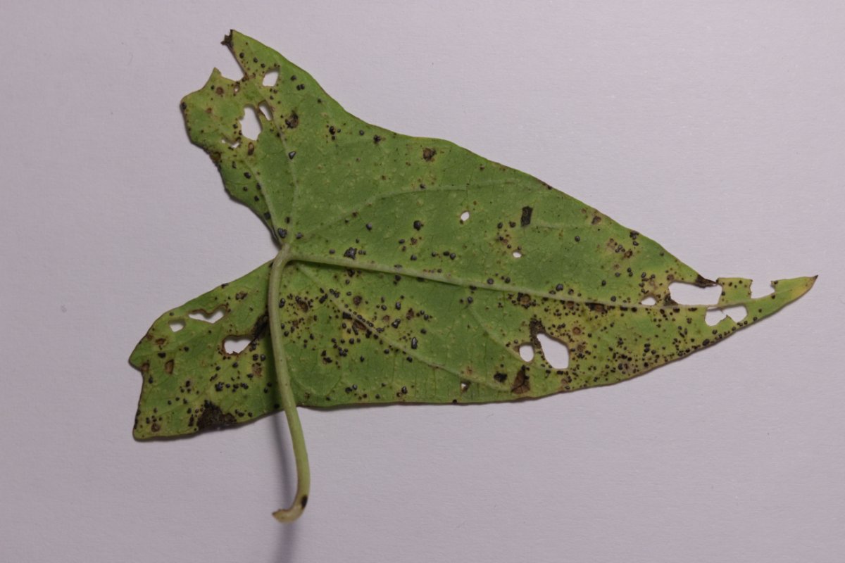 Botanischer Garten Duisburg-0015.jpg