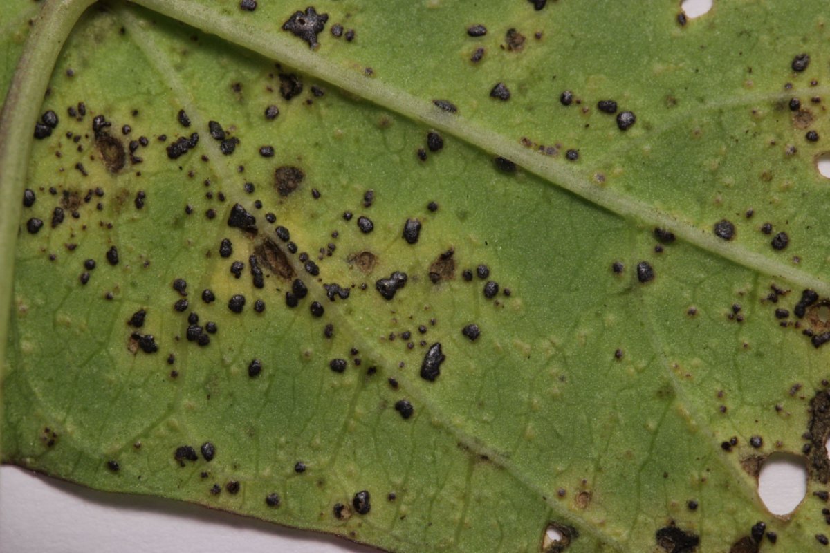 Botanischer Garten Duisburg-0016.jpg