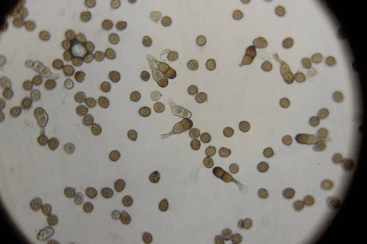 Botanischer Garten Duisburg-0032.jpg