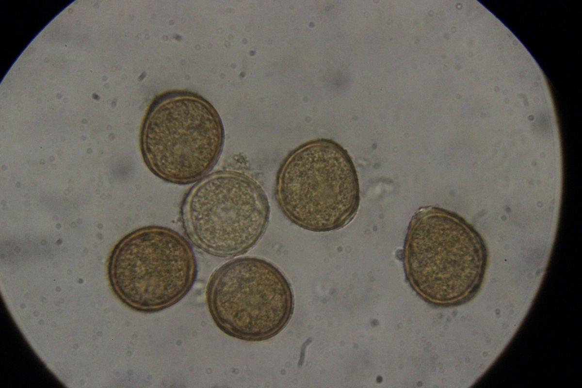 Botanischer Garten Duisburg-0036.jpg