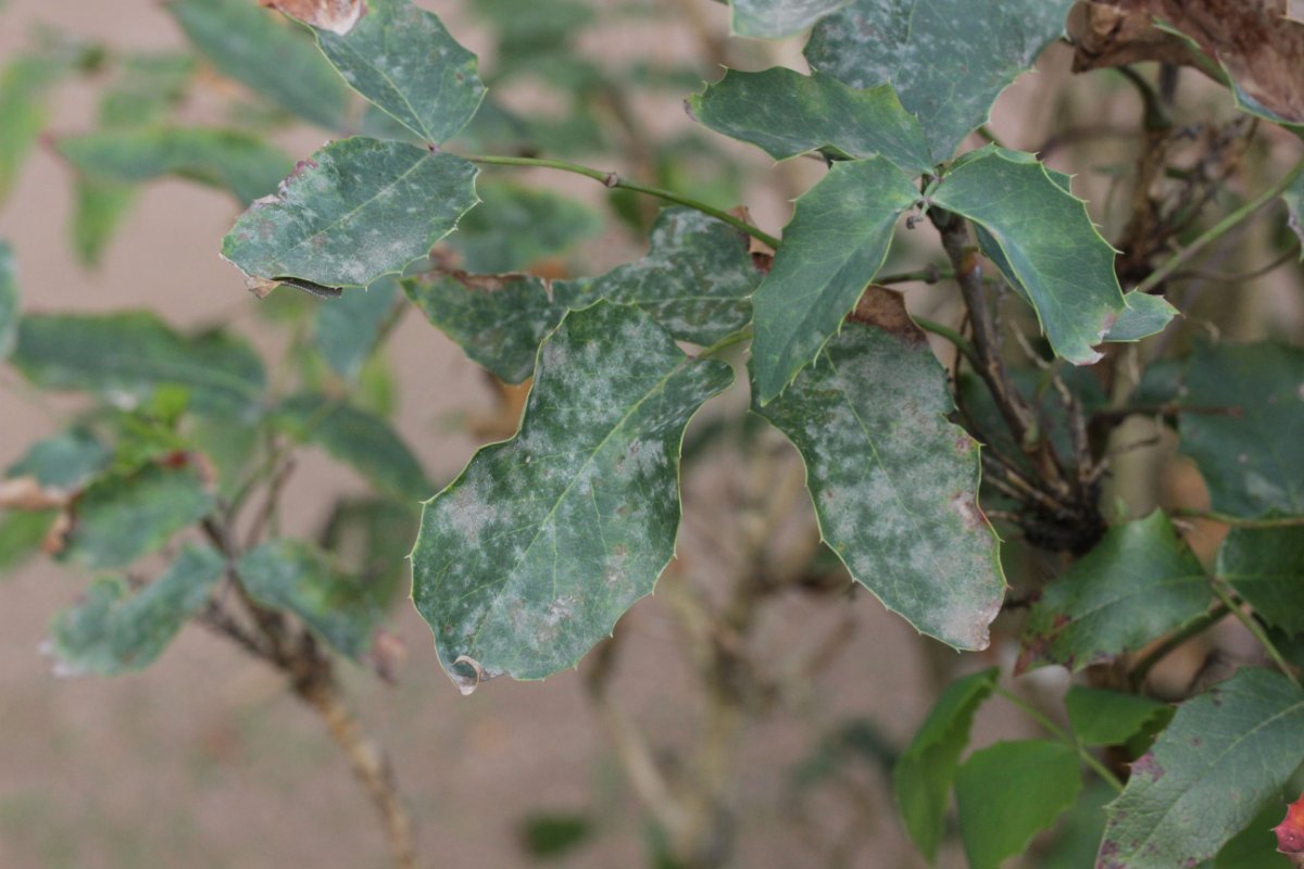 Botanischer Garten Duisburg-0007.jpg