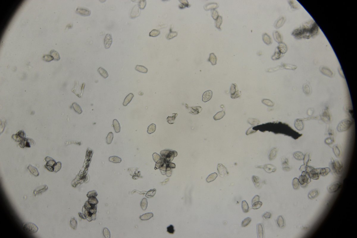 Botanischer Garten Duisburg-0052.jpg