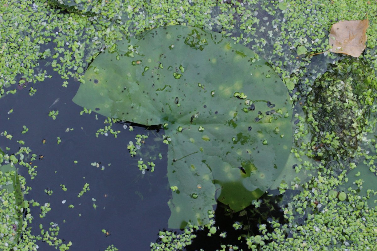 Botanischer Garten Duisburg-0008.jpg