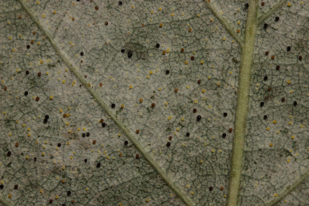 Botanischer Garten Duisburg-0011.jpg