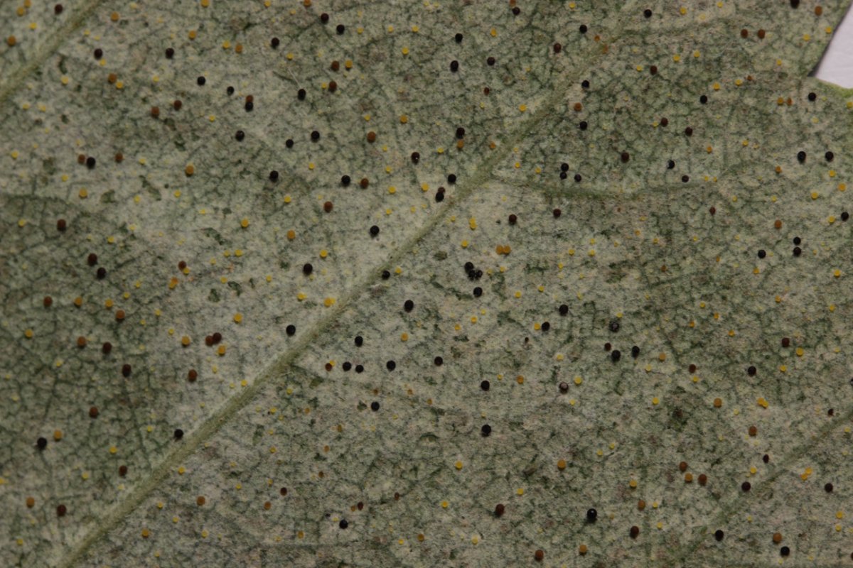 Botanischer Garten Duisburg-0013.jpg