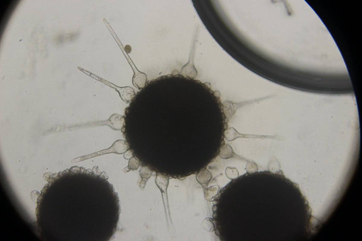 Botanischer Garten Duisburg-0047.jpg