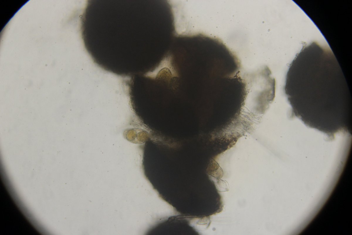 Botanischer Garten Duisburg-0049.jpg